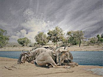 "Resting Wildebeest"
