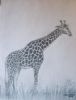 "Giraffe2"