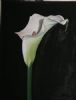 "Arum lily"