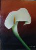 "Arum Lily"