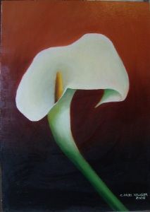 "Arum Lily"