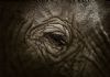 "Elephant Eye"