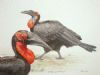 "Southern Ground Hornbills"