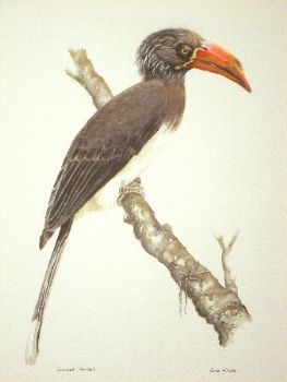 "Crowned Hornbill"