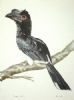 "Trumpeter Hornbill"