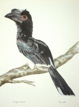 "Trumpeter Hornbill"