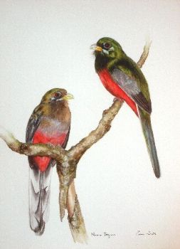 "Nerina Trogons"