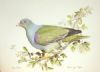 "African Green Pigeon"