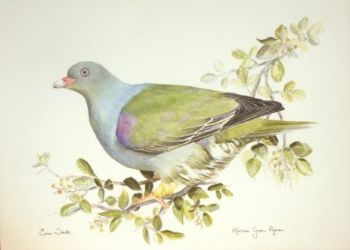 "African Green Pigeon"