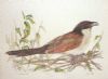 "Burchell's Coucal"