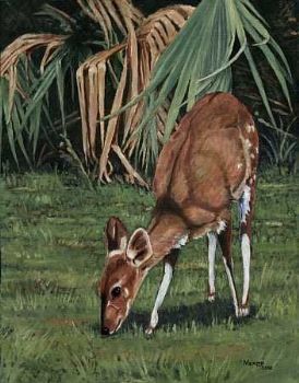 "Bosbok/Bushbuck"