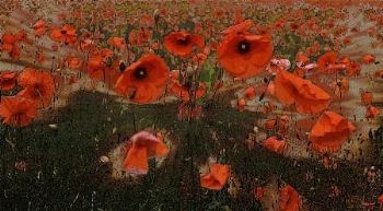 "Poppies"