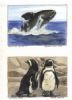 "Endangered Sealife : Set of 4"