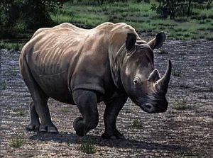 "Witrenoster/White Rhino"