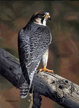 "Edelvalk/Lanner Falcon"