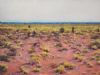 "Karoo Spring"