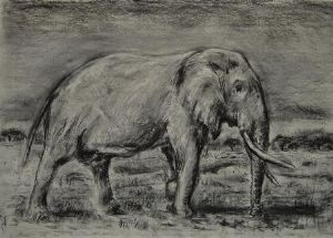 "Lapalala Elephant"
