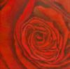 "Red Rose"