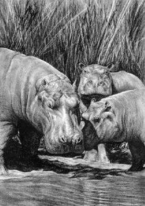 "Hippo Family"