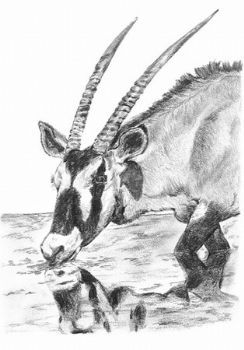 "Oryx Reflection"