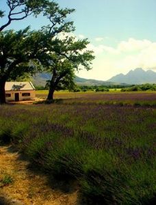 "Cape Lavender"