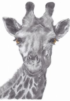 "Giraffe Cutie"