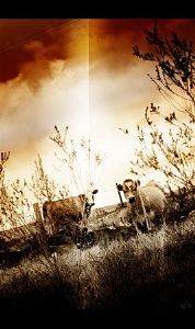 "Grazing Gaze"