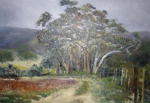 "Bloekom Trees in Swellendam Mountain"