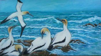 "Cape Gannets"