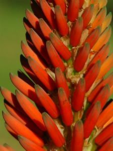 "South African Aloe"
