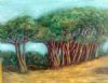 "Cape Town Trees"