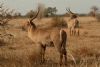 "Waterbuck Wanderers No. 2 of 35"