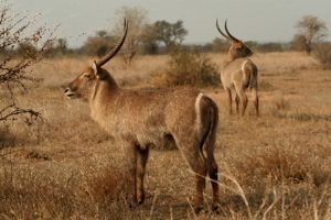 "Waterbuck Wanderers No. 2 of 35"