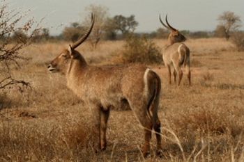 "Waterbuck Wanderers No. 2 of 35"