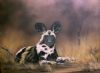 "African Wild Dog - Study"