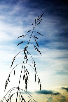 "Worshipping Silhouette"