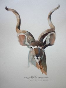 "Illustration Kudu 003"