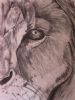 "Lion's Eye"