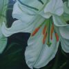 "St. Joseph Lily"