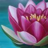 "Waterlily Close Up"