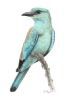 "European Roller"