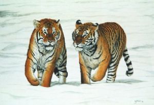 "Siberian Tigers"