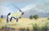 "Gemsbok - Kgalagadi.  SOLD"