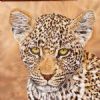 "Leopard Cub"