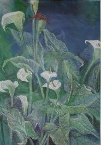 "Arum Lilies"