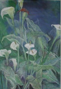 "Arum Lilies"