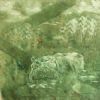 "A Hippo at Millwane"