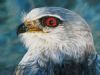 "Red Eye"