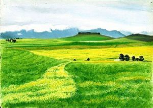 "Western Cape Farmfields 1. Canola"
