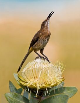 "Feeding Cape Sugarbird"